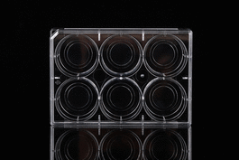 6 Well Glass Bottom Cell Culture Plate, 20 mm,TC, Sterile 1/pk, 10/cs