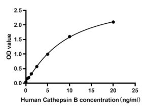 Human Cathepsin B ELISA Kit