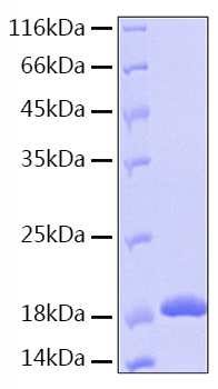 Recombinant Human IL-36 beta/IL-1F8 Protein
