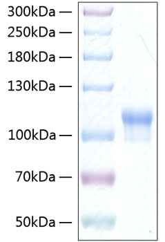 Recombinant Human Neuroligin-3/NLGN3 Protein