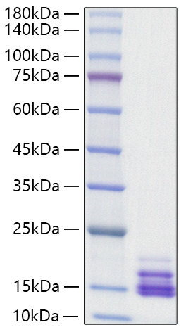 Recombinant Human CXCL9/MIG Protein
