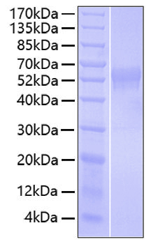 Recombinant Human B7-H2/ICOSLG/CD275 Protein