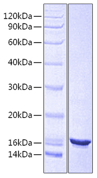 Recombinant Human CD24 Protein-VLP