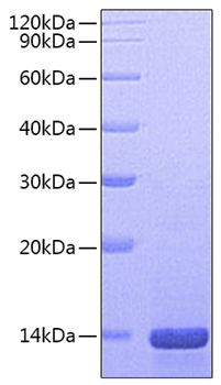 Recombinant Mouse Beta-nerve growth factor/NGFB Protein