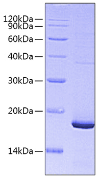 Recombinant Mouse Pleiotrophin/PTN Protein