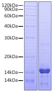 Recombinant Human Amphiregulin/AREG Protein