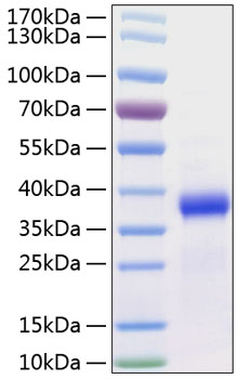 Recombinant Human Follistatin-like protein 3/FSTL3 Protein