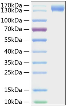 Recombinant Mouse P-Selectin/SELP/CD62P Protein