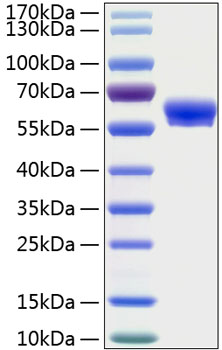Recombinant Human Layilin/LAYN Protein
