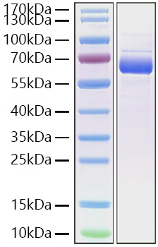 Recombinant Cynomolgus Siglec-15/CD33L3 Protein