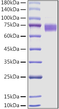 Recombinant Mouse Fc-epsilon RI-alpha/FCER1A Protein