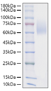 Recombinant Mouse SIRP-alpha/CD172a Protein