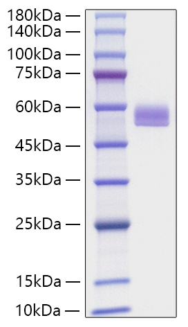 Recombinant Mouse Serpin F1/PEDF Protein