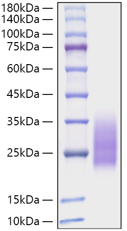 Recombinant Monkeypox virus A30L Protein