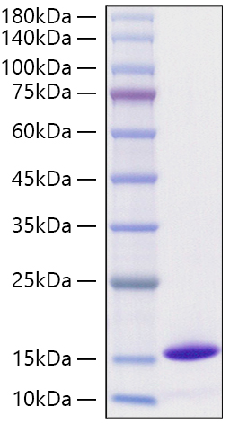 Recombinant Monkeypox virus D6L Protein