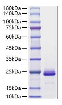 Recombinant Mouse FGF-21 Protein