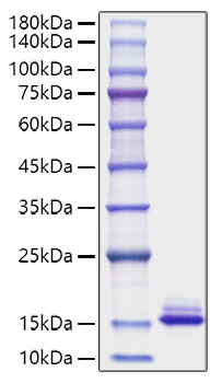 Recombinant Mouse CCL6 Protein
