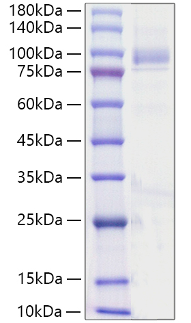 Recombinant Human Angiopoietin-4/ANG-4/ANGPT4(23-503) Protein