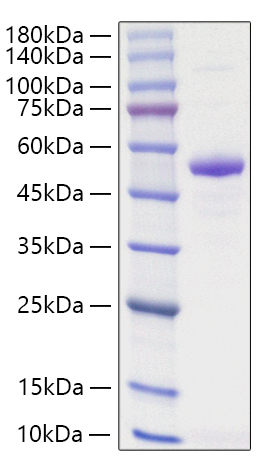 Recombinant Human TNFSF13/APRIL/CD256 Protein
