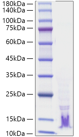Recombinant Human TGF-alpha Protein