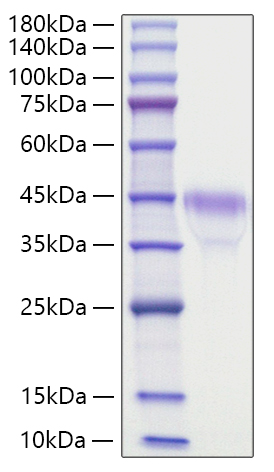 Recombinant Mouse R-spondin-1/RSPO1 Protein