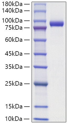 Recombinant Human IL1RAPL-2 Protein
