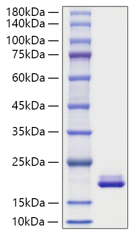 Recombinant Mouse MYDGF Protein