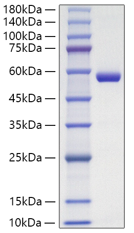 Recombinant Human Lipocalin-2/NGAL/LCN2 Protein