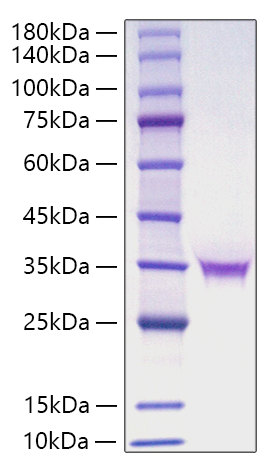 Recombinant Human FGF-18 Protein
