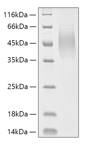 Recombinant Human MUC-16/CA125 Protein