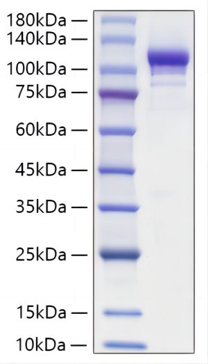 Recombinant Mouse Autotaxin/E-NPP2 Protein