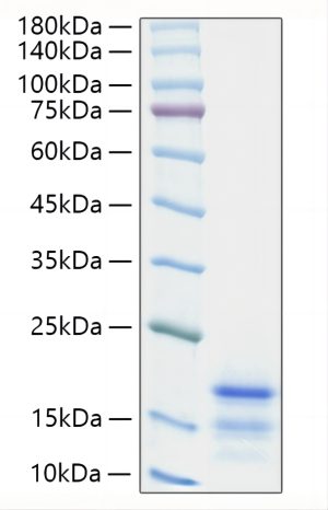 Recombinant Mouse CCL21/6Ckine Protein