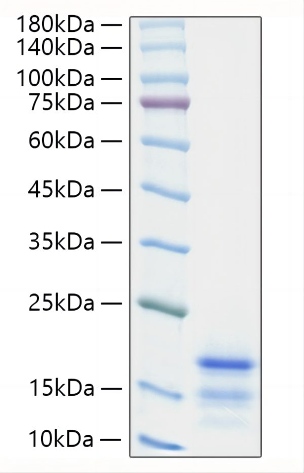 Recombinant Mouse CCL21/6Ckine Protein