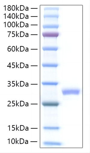 Recombinant Mouse IL-27A Protein