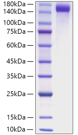 Recombinant Mouse CD163 Protein