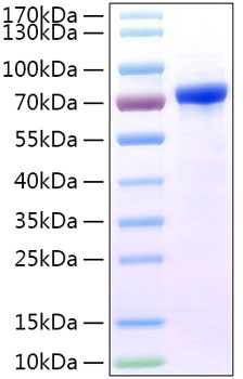Recombinant Human LILRB5/LIR-8/CD85c Protein