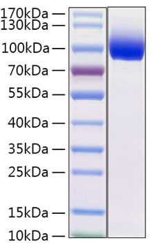 Recombinant Mouse IL-13RA1/CD213a1 Protein