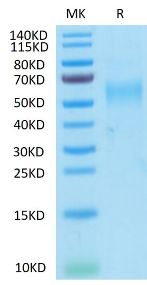 Recombinant Cynomolgus GFRAL Protein