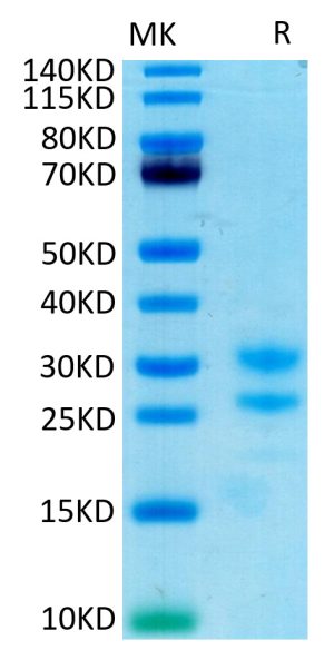 Recombinant Cynomolgus IL-17A/CTLA-8 Protein