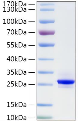 Recombinant Human CTHRC1 Protein