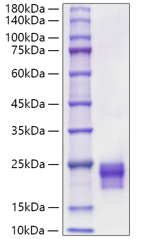 Recombinant Mouse/Rat VEGF-C Protein