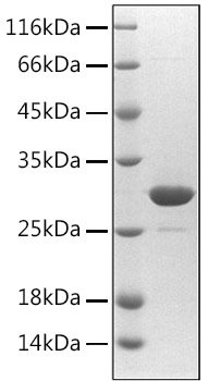 Recombinant Mouse Asprosin/Fibrillin-1/FBN1 Protein