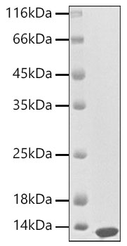 Recombinant Mouse S100-A8 Protein
