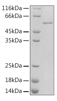 Recombinant Rat Serpin E1/PAI-1 Protein