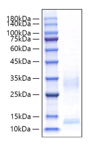 Recombinant Mouse CXCL9/MIG Protein
