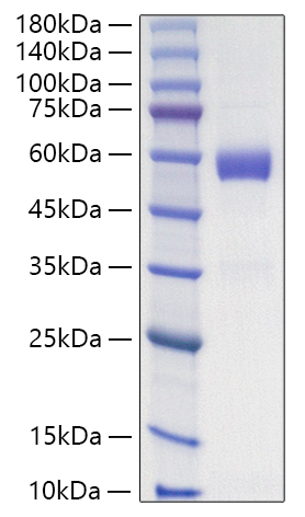 Recombinant Human Placenta growth factor/PlGF-131/PlGF-1 Protein