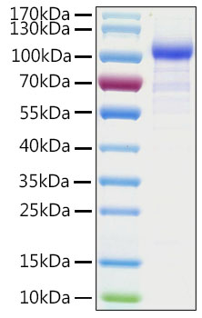 Recombinant Human Argonaute-1/AGO1 Protein