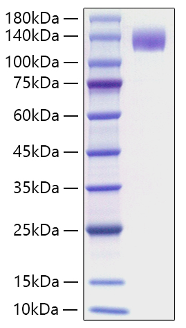 Recombinant Mouse FLT-3/FLK-2/CD135 Protein