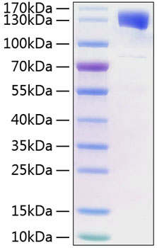 Recombinant Mouse Leptin receptor/LEP-R/CD295 Protein