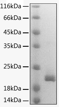 Recombinant Mouse Lymphotactin/XCL1 Protein